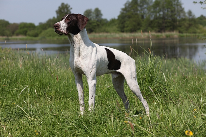 <p class="highlight">🐶 Německý ohař krátkosrstý je všestranný lovecký pes, který je neocenitelným pomocníkem při lovu na zemi i ve vodě.</p>
<div>Od přírody oplývá velkou dávkou energie a vytrvalosti a je proto vhodný pro aktivní chovatele. Německý ohař není žádný pecivál a aby nestrádal, potřebuje denně značnou dávku fyzického i duševního cvičení. Také je to skvělý a laskavý společník. Svou rodinu a její majetek chrání svědomitě, ale bez známek agresivity. Ideálním životním prostředím je pro něj venkov. Lovecké pudy jsou silně vyvinuté a na procházkách je potřeba být ve střehu a psa zastavit dříve, než se pustí za zvěří.</div>
<div> </div>