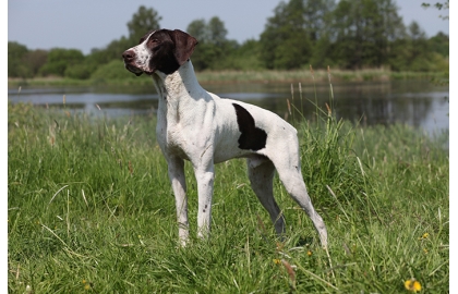 🐶 Německý ohař krátkosrstý je všestranný lovecký pes, který je neocenitelným pomocníkem při lovu na zemi i ve vodě. Od přírody oplývá velkou dávkou energie a vytrvalosti a je proto vhodný pro aktivní chovatele. Německý ohař není žádný pecivál a aby nestrádal, potřebuje denně značnou dávku fyzického i duševního cvičení. Také je to skvělý a laskavý společník. Svou rodinu a její majetek chrání svědomitě, ale bez známek agresivity. Ideálním životním prostředím je pro něj venkov. Lovecké pudy jsou silně vyvinuté a na procházkách je potřeba být ve střehu a psa zastavit dříve, než se pustí za zvěří.  
