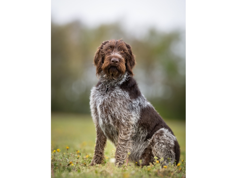<p class="highlight">🐶 Německý ohař drátosrstý - má klidnou, vyrovnanou povahu, velkou vytrvalost, pracovitost a silné lovecké instinkty.</p>
<div>Německý drátosrstý ohař je všestranně upotřebitelný lovecký pes, původem z Německa. Je blízkým příbuzným německého krátkosrstého a německého ostnosrstého ohaře. Díky tomu je aktivním společníkem a cenným pomocníkem při lovu v každém terénu. Snadno se učí novým věcem a jeho výcvik zvládne i méně zkušený chovatel. Kromě velkých nároků na pohyb, nemá žádné další větší požadavky na péči. Ideálním prostředím je pro něj venkov nebo malé město. Není to pes do bytu, ale domek s dobře oplocenou zahradou je pro něj ideální. Vůči cizím lidem bývá ostražitý, ale ne agresivní. Svou rodinu včetně dětí miluje a ke všem jejím členům je velmi laskavý. S jinými psy se snese a je možné ho chovat ve smečce, ale jiná zvířata vnímá jako kořist a podle toho s nimi jedná.</div>
<div> </div>