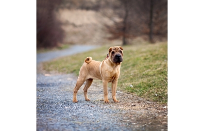 🐶 Šarpej je svým vzhledem natolik výjimečný, že ho každý pozná na první pohled. Je to nezávislý, osobitý pes se sklony k dominanci.  Má celkem nízké nároky na pohyb, takže ho snadno uspokojíte krátkou procházkou. Potřebuje zkušeného chovatele, který se vyrovná s jeho povahou a dá psovi důsledné vedení. Původně byl chován jako hlídač a bojový pes, ale dnes slouží jako společník. Pro psí sporty se nehodí, protože pomalu chápe a jen těžko se učí novým věcem. Srst je krátká, ale díky kožním záhybům je náročná na pravidelnou péči. K členům své rodiny je šarpej loajální a laskavý, ale není vhodný do rodin s malými dětmi. Některé dětské hry nemusí tolerovat a má tendence se ohánět, když se mu něco nelíbí. Ideálním majitelem pro něj bude sebevědomý, vyrovnaný chovatel s dostatkem zkušeností.  
