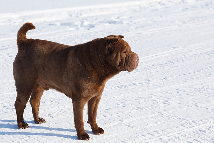🐶 Šarpej je svým vzhledem natolik výjimečný, že ho každý pozná na první pohled. Je to nezávislý, osobitý pes se sklony k dominanci. Má celkem nízké nároky na pohyb, takže ho snadno uspokojíte krátkou procházkou. Potřebuje zkušeného chovatele, který se vyrovná s jeho povahou a dá psovi důsledné vedení. Původně byl chován jako hlídač a bojový pes, ale dnes slouží jako společník. Pro psí sporty se nehodí, protože pomalu chápe a jen těžko se učí novým věcem. Srst je krátká, ale díky kožním záhybům je náročná na pravidelnou péči. K členům své rodiny je šarpej loajální a laskavý, ale není vhodný do rodin s malými dětmi. Některé dětské hry nemusí tolerovat a má tendence se ohánět, když se mu něco nelíbí. Ideálním majitelem pro něj bude sebevědomý, vyrovnaný chovatel s dostatkem zkušeností. 