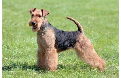 Velšteriér 🐶