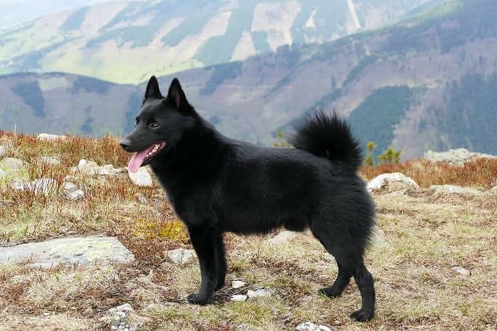 <p class="highlight">🐶 Šiperka je malý ovčácký pes belgického původu. Její název má ve vlámském dialektu význam „malý ovčák“. </p><div>Ovce však nikdy nepásla. Vždy byla malým, ale neohroženým hlídačem a společníkem lidí. Šiperka je selektivní v tom, komu nabídne své přátelství. S členy své rodiny si vytváří silné vazby, ale vůči cizím lidem bývá nedůvěřivá. Šiperka vyniká svou chytrostí, energií, humorem a zvědavostí. Má skvěle vyvinutou mimiku a řeč těla. Je to výborný společník do každého prostředí, ale pokud jí neurčíte jasné mantinely, brzy Vám přeroste přes hlavu. Děti miluje a výborně se snáší také s koňmi, takže je to skvělý pes pro „koňáky.“ Svou inteligenci a hravost uplatní v mnoha psích sportech. Baví ji plnit úkoly a nadšeně bude dělat agility, dogdancing, flyball nebo psí poslušnost. Je to skvělý pes pro zkušenější, aktivní majitele, kteří chtějí se svým psem pracovat a učit ho různým novým kouskům.  </div>