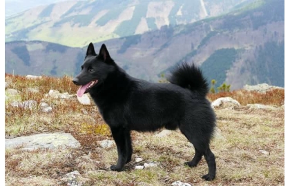 🐶 Šiperka je malý ovčácký pes belgického původu. Její název má ve vlámském dialektu význam „malý ovčák“. Ovce však nikdy nepásla. Vždy byla malým, ale neohroženým hlídačem a společníkem lidí. Šiperka je selektivní v tom, komu nabídne své přátelství. S členy své rodiny si vytváří silné vazby, ale vůči cizím lidem bývá nedůvěřivá. Šiperka vyniká svou chytrostí, energií, humorem a zvědavostí. Má skvěle vyvinutou mimiku a řeč těla. Je to výborný společník do každého prostředí, ale pokud jí neurčíte jasné mantinely, brzy Vám přeroste přes hlavu. Děti miluje a výborně se snáší také s koňmi, takže je to skvělý pes pro „koňáky.“ Svou inteligenci a hravost uplatní v mnoha psích sportech. Baví ji plnit úkoly a nadšeně bude dělat agility, dogdancing, flyball nebo psí poslušnost. Je to skvělý pes pro zkušenější, aktivní majitele, kteří chtějí se svým psem pracovat a učit ho různým novým kouskům.  