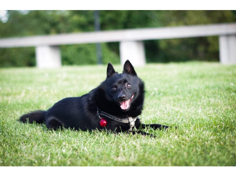 🐶 Šiperka je malý ovčácký pes belgického původu. Její název má ve vlámském dialektu význam „malý ovčák“. Ovce však nikdy nepásla. Vždy byla malým, ale neohroženým hlídačem a společníkem lidí. Šiperka je selektivní v tom, komu nabídne své přátelství. S členy své rodiny si vytváří silné vazby, ale vůči cizím lidem bývá nedůvěřivá. Šiperka vyniká svou chytrostí, energií, humorem a zvědavostí. Má skvěle vyvinutou mimiku a řeč těla. Je to výborný společník do každého prostředí, ale pokud jí neurčíte jasné mantinely, brzy Vám přeroste přes hlavu. Děti miluje a výborně se snáší také s koňmi, takže je to skvělý pes pro „koňáky.“ Svou inteligenci a hravost uplatní v mnoha psích sportech. Baví ji plnit úkoly a nadšeně bude dělat agility, dogdancing, flyball nebo psí poslušnost. Je to skvělý pes pro zkušenější, aktivní majitele, kteří chtějí se svým psem pracovat a učit ho různým novým kouskům.  
