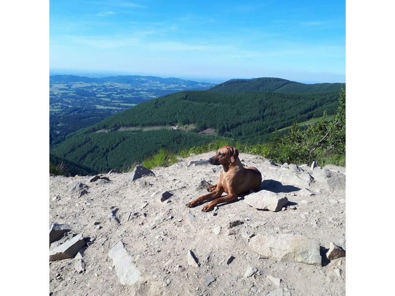 🐶 Rhodéský ridgeback je důstojný a vyrovnaný pes, otevřený a láskyplný vůči svým blízkým, ale rezervovaný vůči cizím lidem. Je to vhodný pes pro sportovně založenou rodinu. Potřebuje zaměstnat, protože platí, že znuděný Rhodéský ridgeback je destruktivní Rhodéský ridgeback. Jinak je to jemný společník, který je ochoten a schopen ochránit svůj domov a rodinu, pokud je to potřeba. Vzhledem k jeho inteligenci, velikosti a síle to není plemeno vhodné pro každého. Nedoporučuje se začínajícím chovatelům bez zkušeností. Pokud ale hledáte silného, sebevědomého psa, nenáročného na péči, který zahrnuje lásku, něžnost a smysl pro humor, bude pro vás Rhodéský ridgeback vynikající volbou.