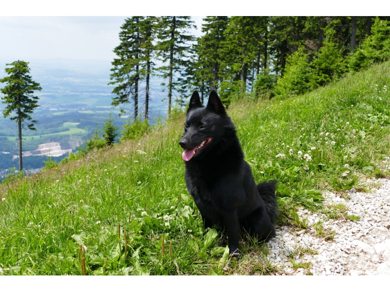 🐶 Šiperka je malý ovčácký pes belgického původu. Její název má ve vlámském dialektu význam „malý ovčák“. Ovce však nikdy nepásla. Vždy byla malým, ale neohroženým hlídačem a společníkem lidí. Šiperka je selektivní v tom, komu nabídne své přátelství. S členy své rodiny si vytváří silné vazby, ale vůči cizím lidem bývá nedůvěřivá. Šiperka vyniká svou chytrostí, energií, humorem a zvědavostí. Má skvěle vyvinutou mimiku a řeč těla. Je to výborný společník do každého prostředí, ale pokud jí neurčíte jasné mantinely, brzy Vám přeroste přes hlavu. Děti miluje a výborně se snáší také s koňmi, takže je to skvělý pes pro „koňáky.“ Svou inteligenci a hravost uplatní v mnoha psích sportech. Baví ji plnit úkoly a nadšeně bude dělat agility, dogdancing, flyball nebo psí poslušnost. Je to skvělý pes pro zkušenější, aktivní majitele, kteří chtějí se svým psem pracovat a učit ho různým novým kouskům.  