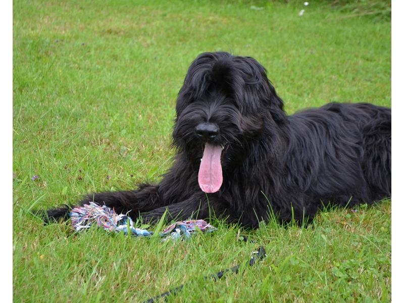 🐶 Briard je vousatý společník, který rád sdílí svůj život se svým majitelem a celou jeho rodinou. V jeho vlastnostech se mísí oddanost a láska, s nezávislostí a individualitou. Díky své učenlivosti a ochotě pracovat je velmi vhodný pro sportovní výcvik nebo pro uplatnění v některém psím sportu (agility, flyball, poslušnost, pasení, stopování). Srst Briarda je náchylná k ušpinění a vyžaduje pravidelnou každodenní péči. Přestože je schopen žít venku, měl by mu být umožněn přístup do domu, aby mohl být nablízku své rodině. Obvykle se dobrovolně drží v blízkosti svého pána a nemá tendence se toulat nebo utíkat. Postrádá lovecké instinkty, proto se nemusíte obávat, že by se na procházkách pustil do pronásledování zajíce nebo srnky. K vlastní rodině a dětem má Briard velmi hezký vztah, ale vůči cizím lidem zůstává ostražitý a rezervovaný. Protože potřebuje důsledného pána, kterého by mohl respektovat, doporučuje se spíše zkušenějším chovatelům. 