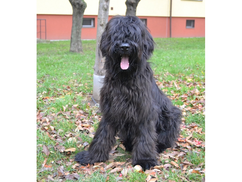 🐶 Briard je vousatý společník, který rád sdílí svůj život se svým majitelem a celou jeho rodinou. V jeho vlastnostech se mísí oddanost a láska, s nezávislostí a individualitou. Díky své učenlivosti a ochotě pracovat je velmi vhodný pro sportovní výcvik nebo pro uplatnění v některém psím sportu (agility, flyball, poslušnost, pasení, stopování). Srst Briarda je náchylná k ušpinění a vyžaduje pravidelnou každodenní péči. Přestože je schopen žít venku, měl by mu být umožněn přístup do domu, aby mohl být nablízku své rodině. Obvykle se dobrovolně drží v blízkosti svého pána a nemá tendence se toulat nebo utíkat. Postrádá lovecké instinkty, proto se nemusíte obávat, že by se na procházkách pustil do pronásledování zajíce nebo srnky. K vlastní rodině a dětem má Briard velmi hezký vztah, ale vůči cizím lidem zůstává ostražitý a rezervovaný. Protože potřebuje důsledného pána, kterého by mohl respektovat, doporučuje se spíše zkušenějším chovatelům. 