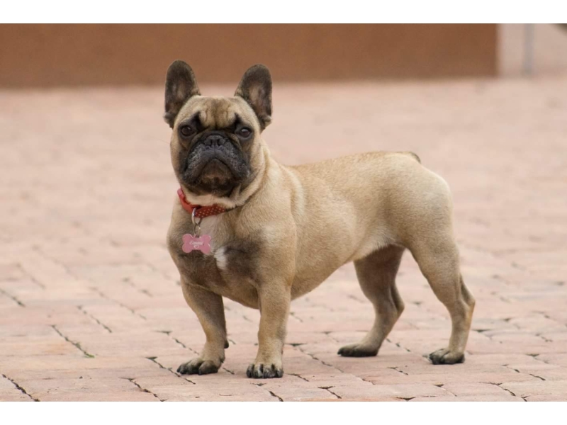 🐶 Francouzský buldoček je skvělý společník, rodinný přítel a výstavní pes. Je to typický pes do městských bytů. Má velmi nízkou toleranci na horko, ale ani chladné nebo vlhké počasí mu nedělá dobře. Tento hravý, citlivý pes je šťastný v přítomnosti členů rodiny a velmi rád se mazlí. Miluje děti a bez problémů snáší přítomnost jiných zvířat v domácnosti. Kvůli krátké dýchací trubici je u buldočků časté chrápání a chrochtání. Často také trpí plynatostí. Pokud jste ochotni tyto jeho nedostatky tolerovat, získáte oddaného, milujícího, někdy tvrdohlavého společníka, který vás bude zahrnovat upřímnou láskou. 