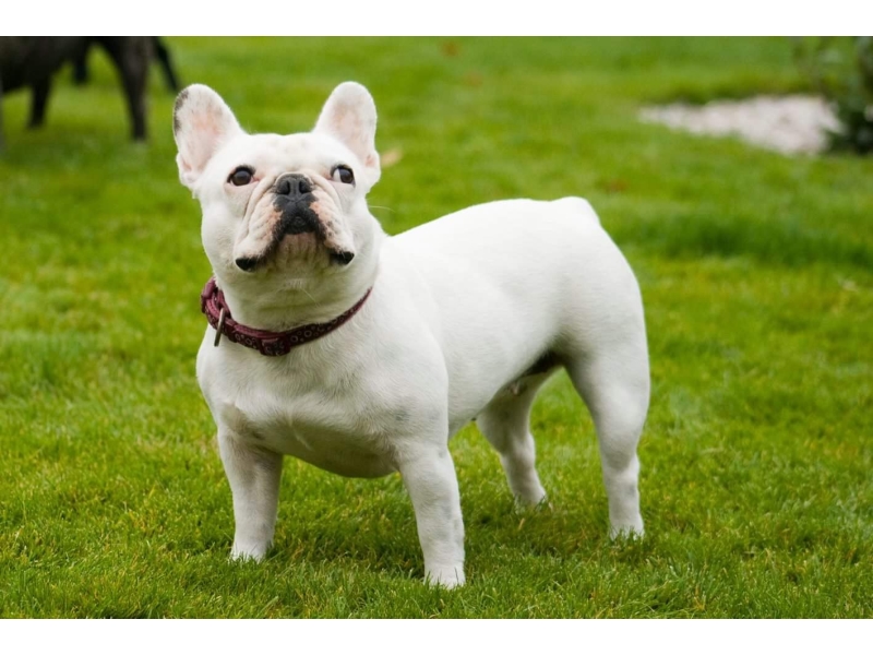 <p class="highlight">🐶 Francouzský buldoček je skvělý společník, rodinný přítel a výstavní pes. </p>
<div>Je to typický pes do městských bytů. Má velmi nízkou toleranci na horko, ale ani chladné nebo vlhké počasí mu nedělá dobře. Tento hravý, citlivý pes je šťastný v přítomnosti členů rodiny a velmi rád se mazlí. Miluje děti a bez problémů snáší přítomnost jiných zvířat v domácnosti. Kvůli krátké dýchací trubici je u buldočků časté chrápání a chrochtání. Často také trpí plynatostí. Pokud jste ochotni tyto jeho nedostatky tolerovat, získáte oddaného, milujícího, někdy tvrdohlavého společníka, který vás bude zahrnovat upřímnou láskou.</div>
<div> </div>