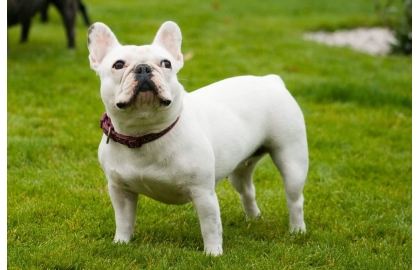 🐶 Francouzský buldoček je skvělý společník, rodinný přítel a výstavní pes.  Je to typický pes do městských bytů. Má velmi nízkou toleranci na horko, ale ani chladné nebo vlhké počasí mu nedělá dobře. Tento hravý, citlivý pes je šťastný v přítomnosti členů rodiny a velmi rád se mazlí. Miluje děti a bez problémů snáší přítomnost jiných zvířat v domácnosti. Kvůli krátké dýchací trubici je u buldočků časté chrápání a chrochtání. Často také trpí plynatostí. Pokud jste ochotni tyto jeho nedostatky tolerovat, získáte oddaného, milujícího, někdy tvrdohlavého společníka, který vás bude zahrnovat upřímnou láskou.  