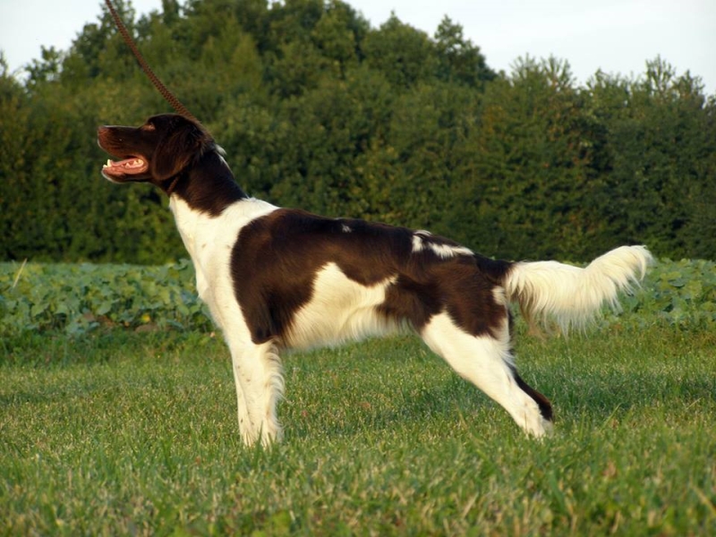 <p class="highlight">🐶 Malý münsterlandský ohař je středně velký lovecký pes. Zástupci této rasy vynikají pevným zdravím a málokdy trpí nemocemi.</p>
<div>Svého majitele si získá nejen svou všestrannou upotřebitelností při lovu, ale také přátelskou a hravou povahou, oddaností, laskavostí, vysokou inteligencí a bezkonfliktním chováním. Proto bývá stále častěji chován jako společník v rodinách s aktivním životním stylem. Majitel však musí každý den uspokojit vysoké požadavky psa na pohyb a vymyslet mu také nějaké duševní zaměstnání. Pokud se tak nestane, vymyslí si pes zábavu sám a uchýlí se k destruktivnímu chování. Oč náročnější je malý münsterlandský ohař na pohyb, o to méně je náročný na ostatní péči.  Malý münsterlandský ohař může žít jak ve městě, tak na venkově. Nejlépe mu bude v domku se zahradou. Malý münsterlandský ohař je věrnou zmenšeninou velkého münsterlandského ohaře. Obě plemena se u nás běžně vyskytují.</div>
<div> </div>