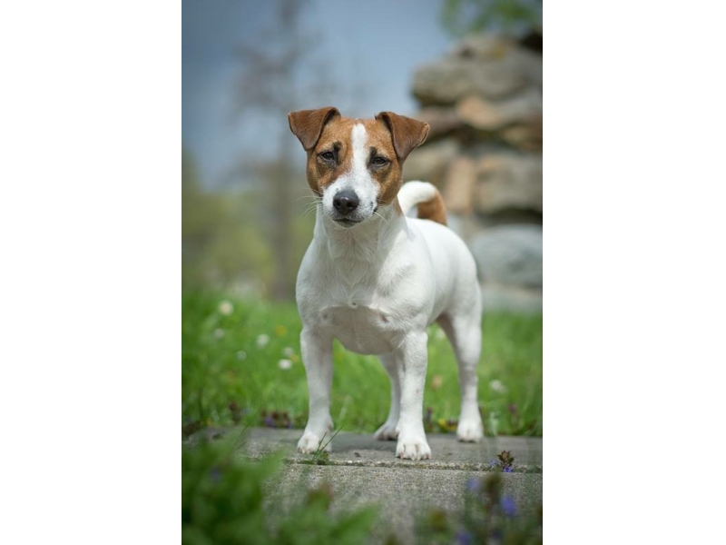 🐶 Jack Russell teriér je energický lovecký pes malého vzrůstu. Má velmi přátelskou povahu a miluje všechny děti bez rozdílu. Zástupci této rasy nejsou a nikdy nebudou gaučovými povaleči. Pokud ho nezaměstnáte, bude se nudit a sám si vyhledá nějakou činnost. Bude štěkat, hrabat, roztrhá pohovku nebo koberec, zkrátka udělá vše pro to, aby si krátil dlouhou chvíli. Je nutné počítat s jeho přirozeným loveckým instinktem, ale pokud od malička vyrůstá s jinými zvířaty v domácnosti, naučí se je respektovat a neublíží jim. Jack Russell teriér potřebuje důslednou výchovu. Tito psi jsou od přírody samostatní a zvyklí se sami rozhodovat. Příliš benevolentnímu majiteli brzo přerostou přes hlavu a budou si dělat, co se jim zlíbí. Naopak správně vychovaný Jackee bude milým a oddaným členem rodiny a bude svému majiteli přinášet každodenní radost, lásku a bude ho bavit svou hravostí.  
