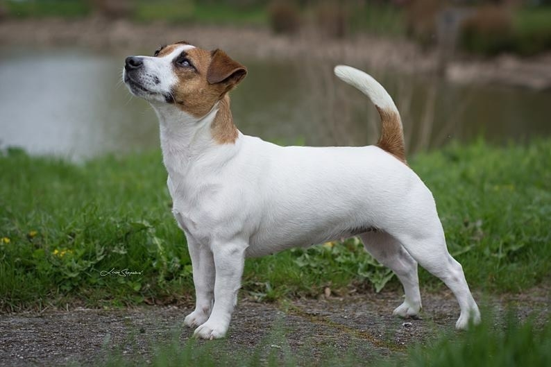 <p class="highlight">🐶 Jack Russell teriér je energický lovecký pes malého vzrůstu. Má velmi přátelskou povahu a miluje všechny děti bez rozdílu. </p><div>Zástupci této rasy nejsou a nikdy nebudou gaučovými povaleči. Pokud ho nezaměstnáte, bude se nudit a sám si vyhledá nějakou činnost. Bude štěkat, hrabat, roztrhá pohovku nebo koberec, zkrátka udělá vše pro to, aby si krátil dlouhou chvíli. Je nutné počítat s jeho přirozeným loveckým instinktem, ale pokud od malička vyrůstá s jinými zvířaty v domácnosti, naučí se je respektovat a neublíží jim. Jack Russell teriér potřebuje důslednou výchovu. Tito psi jsou od přírody samostatní a zvyklí se sami rozhodovat. Příliš benevolentnímu majiteli brzo přerostou přes hlavu a budou si dělat, co se jim zlíbí. Naopak správně vychovaný Jackee bude milým a oddaným členem rodiny a bude svému majiteli přinášet každodenní radost, lásku a bude ho bavit svou hravostí.  </div>