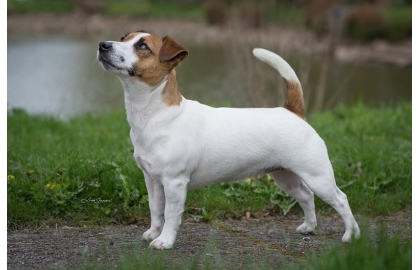 🐶 Jack Russell teriér je energický lovecký pes malého vzrůstu. Má velmi přátelskou povahu a miluje všechny děti bez rozdílu. Zástupci této rasy nejsou a nikdy nebudou gaučovými povaleči. Pokud ho nezaměstnáte, bude se nudit a sám si vyhledá nějakou činnost. Bude štěkat, hrabat, roztrhá pohovku nebo koberec, zkrátka udělá vše pro to, aby si krátil dlouhou chvíli. Je nutné počítat s jeho přirozeným loveckým instinktem, ale pokud od malička vyrůstá s jinými zvířaty v domácnosti, naučí se je respektovat a neublíží jim. Jack Russell teriér potřebuje důslednou výchovu. Tito psi jsou od přírody samostatní a zvyklí se sami rozhodovat. Příliš benevolentnímu majiteli brzo přerostou přes hlavu a budou si dělat, co se jim zlíbí. Naopak správně vychovaný Jackee bude milým a oddaným členem rodiny a bude svému majiteli přinášet každodenní radost, lásku a bude ho bavit svou hravostí.  