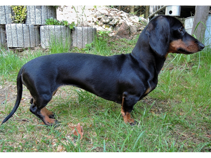 <p class="highlight">🐶 Jezevčík je vynikající společník, který se hodí jak pro osamělého člověka, tak pro rodinu s dětmi.  </p>
<div>Je vynalézavý, inteligentní a sebevědomý pes, především jedná-li se o jeho blaho. Ze všeho nejvíce miluje pohodlí, teplo a lidskou společnost. Přes svou oddanost člověku mnohdy prosadí svou paličatou hlavu a žije si svůj život. Potřebuje láskyplnou, ale velice důslednou výchovu, aby neměl snahu „převzít velení“. Nesnáší dril a křik, při takovém zacházení se zatvrdí a může se stát až agresivním. Také raná socializace s dětmi a ostatními domácími zvířaty je nezbytná, aby mohl zastávat úlohu plnohodnotného rodinného psa. Jezevčík je ostražitý a hlasitý, ale není zbytečně uštěkaný. Mnohdy je také ostrý, ale při správné výchově není agresivní ani útočný. Jezevčíci mají dvojí členění. Dle velikosti dělíme na standartní, trpasličí a králičí typ a dle druhu srsti na hladkosrsté, dlouhosrsté a drsnosrsté.</div>
