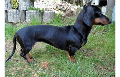 🐶 Jezevčík je vynikající společník, který se hodí jak pro osamělého člověka, tak pro rodinu s dětmi.   Je vynalézavý, inteligentní a sebevědomý pes, především jedná-li se o jeho blaho. Ze všeho nejvíce miluje pohodlí, teplo a lidskou společnost. Přes svou oddanost člověku mnohdy prosadí svou paličatou hlavu a žije si svůj život. Potřebuje láskyplnou, ale velice důslednou výchovu, aby neměl snahu „převzít velení“. Nesnáší dril a křik, při takovém zacházení se zatvrdí a může se stát až agresivním. Také raná socializace s dětmi a ostatními domácími zvířaty je nezbytná, aby mohl zastávat úlohu plnohodnotného rodinného psa. Jezevčík je ostražitý a hlasitý, ale není zbytečně uštěkaný. Mnohdy je také ostrý, ale při správné výchově není agresivní ani útočný. Jezevčíci mají dvojí členění. Dle velikosti dělíme na standartní, trpasličí a králičí typ a dle druhu srsti na hladkosrsté, dlouhosrsté a drsnosrsté.