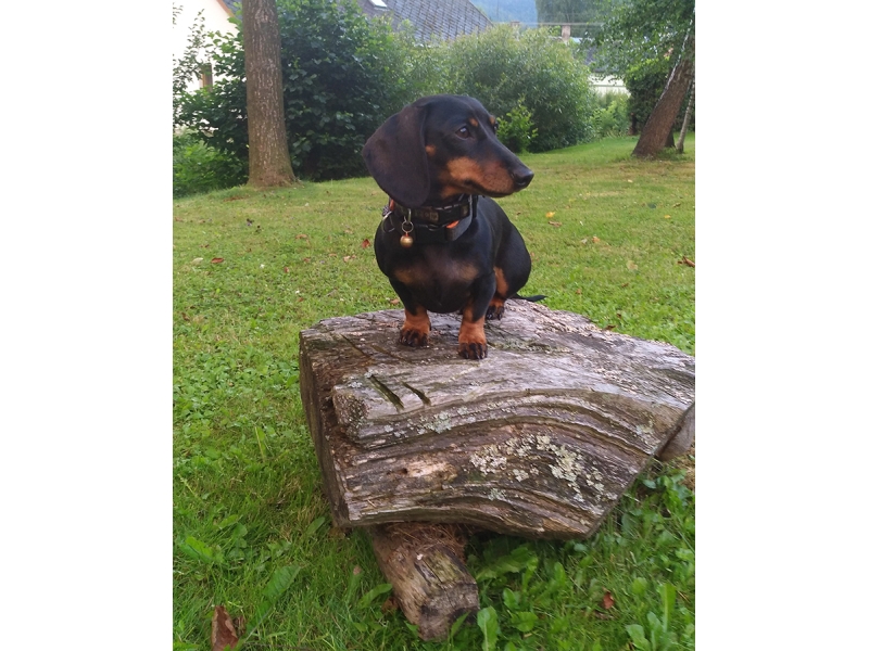 🐶 Jezevčík je vynikající společník, který se hodí jak pro osamělého člověka, tak pro rodinu s dětmi.  Je vynalézavý, inteligentní a sebevědomý pes, především jedná-li se o jeho blaho. Ze všeho nejvíce miluje pohodlí, teplo a lidskou společnost. Přes svou oddanost člověku mnohdy prosadí svou paličatou hlavu a žije si svůj život. Potřebuje láskyplnou, ale velice důslednou výchovu, aby neměl snahu „převzít velení“. Nesnáší dril a křik, při takovém zacházení se zatvrdí a může se stát až agresivním. Také raná socializace s dětmi a ostatními domácími zvířaty je nezbytná, aby mohl zastávat úlohu plnohodnotného rodinného psa. Jezevčík je ostražitý a hlasitý, ale není zbytečně uštěkaný. Mnohdy je také ostrý, ale při správné výchově není agresivní ani útočný. Jezevčíci mají dvojí členění. Dle velikosti dělíme na standartní, trpasličí a králičí typ a dle druhu srsti na hladkosrsté, dlouhosrsté a drsnosrsté.