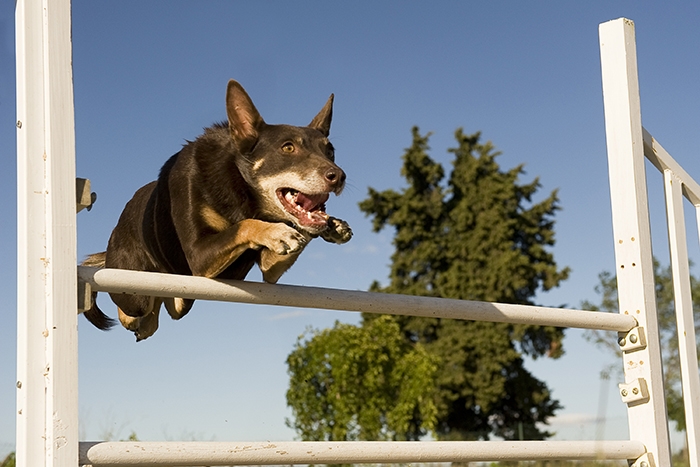 🐶 Australská kelpie je neúnavný ovčácký pes s nekončící ochotou pracovat. Denně dokáže naběhat až 50 km a je schopna ovládat i velká stáda skotu nebo ovcí. Díky své poslušnosti a vyrovnané povaze je také výborným společníkem. V každém případě potřebuje aktivního majitele, který ji poskytne dostatek pohybu nebo ji zapojí do některého ze psích sportů. Svému majiteli a celé jeho rodině je velmi věrná a oddaná. S dětmi vychází dobře, je k nim pozorná a laskavá. Novým povelům a dovednostem se učí snadno a rychle. Pokud se nevěnuje pasení, může vynikat v některém psím sportu. Kelpii je nezbytné zaměstnat, aby se nenudila. Kromě nároků na pohyb má minimální požadavky na péči. Ideálním životním prostředím je pro kelpii venkov, kde je dostatek příležitostí k pobytu ve volné krajině. Do městského bytu se příliš nehodí.
