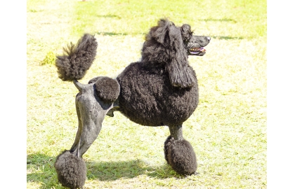  🐶 Pudl patří mezi velmi inteligentní plemena. Nejčastěji jej můžeme vidět v roli rodinného společníka nebo jako výstavního psa. Toy, trpasličí, střední, velký... tak kolik těch pudlů vlastně je? Pudl je pudl! Jde o typ psa a zástupci této rasy mají pod jedním standardem zastoupení v mnoha barvách i velikostech. Proto si snad každý může vybrat pudla, který by mu vyhovoval. Možná i proto dnes patří pudl mezi celosvětově nejoblíbenější psí rasy. Mezinárodní kynologická federace FCI rozlišuje čtyři velikostí pudlů, zatím co americká AKC a jiné národní kynologické organizace (ANKC, CKC, KC, UKC, NZKC) uznávají tři velikostní skupiny.  