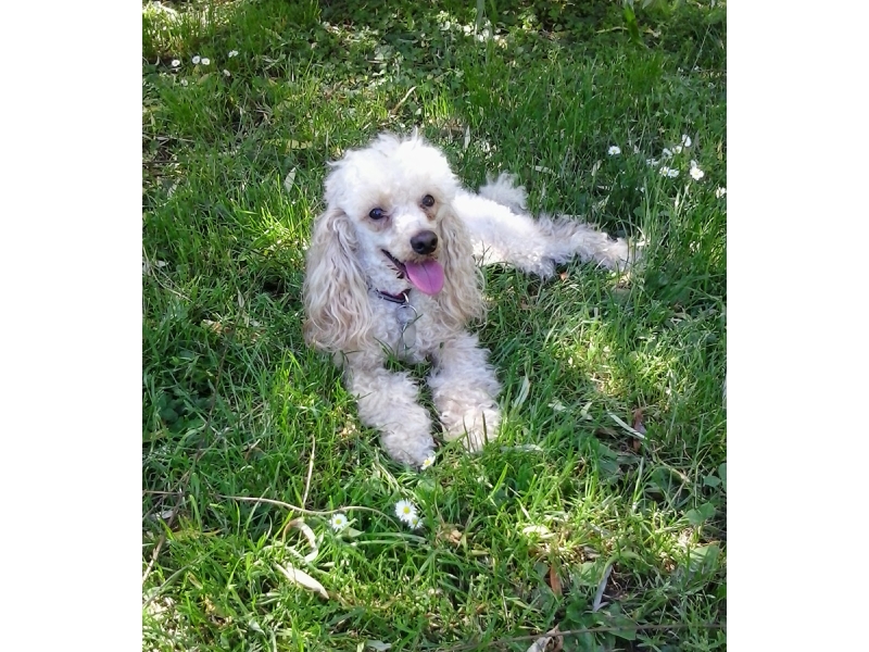  🐶 Pudl patří mezi velmi inteligentní plemena. Nejčastěji jej můžeme vidět v roli rodinného společníka nebo jako výstavního psa.Toy, trpasličí, střední, velký... tak kolik těch pudlů vlastně je? Pudl je pudl! Jde o typ psa a zástupci této rasy mají pod jedním standardem zastoupení v mnoha barvách i velikostech. Proto si snad každý může vybrat pudla, který by mu vyhovoval. Možná i proto dnes patří pudl mezi celosvětově nejoblíbenější psí rasy. Mezinárodní kynologická federace FCI rozlišuje čtyři velikostí pudlů, zatím co americká AKC a jiné národní kynologické organizace (ANKC, CKC, KC, UKC, NZKC) uznávají tři velikostní skupiny. 