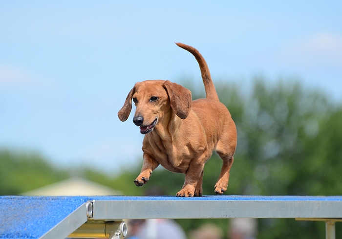 🐶 Jezevčík je vynikající společník, který se hodí jak pro osamělého člověka, tak pro rodinu s dětmi.  Je vynalézavý, inteligentní a sebevědomý pes, především jedná-li se o jeho blaho. Ze všeho nejvíce miluje pohodlí, teplo a lidskou společnost. Přes svou oddanost člověku mnohdy prosadí svou paličatou hlavu a žije si svůj život. Potřebuje láskyplnou, ale velice důslednou výchovu, aby neměl snahu „převzít velení“. Nesnáší dril a křik, při takovém zacházení se zatvrdí a může se stát až agresivním. Také raná socializace s dětmi a ostatními domácími zvířaty je nezbytná, aby mohl zastávat úlohu plnohodnotného rodinného psa. Jezevčík je ostražitý a hlasitý, ale není zbytečně uštěkaný. Mnohdy je také ostrý, ale při správné výchově není agresivní ani útočný. Jezevčíci mají dvojí členění. Dle velikosti dělíme na standartní, trpasličí a králičí typ a dle druhu srsti na hladkosrsté, dlouhosrsté a drsnosrsté.