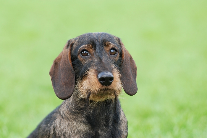 🐶 Jezevčík je vynikající společník, který se hodí jak pro osamělého člověka, tak pro rodinu s dětmi.  Je vynalézavý, inteligentní a sebevědomý pes, především jedná-li se o jeho blaho. Ze všeho nejvíce miluje pohodlí, teplo a lidskou společnost. Přes svou oddanost člověku mnohdy prosadí svou paličatou hlavu a žije si svůj život. Potřebuje láskyplnou, ale velice důslednou výchovu, aby neměl snahu „převzít velení“. Nesnáší dril a křik, při takovém zacházení se zatvrdí a může se stát až agresivním. Také raná socializace s dětmi a ostatními domácími zvířaty je nezbytná, aby mohl zastávat úlohu plnohodnotného rodinného psa. Jezevčík je ostražitý a hlasitý, ale není zbytečně uštěkaný. Mnohdy je také ostrý, ale při správné výchově není agresivní ani útočný. Jezevčíci mají dvojí členění. Dle velikosti dělíme na standartní, trpasličí a králičí typ a dle druhu srsti na hladkosrsté, dlouhosrsté a drsnosrsté.