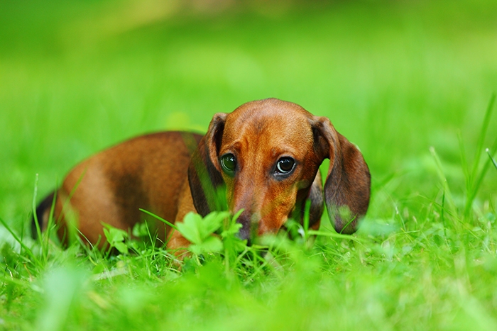 🐶 Jezevčík je vynikající společník, který se hodí jak pro osamělého člověka, tak pro rodinu s dětmi.  Je vynalézavý, inteligentní a sebevědomý pes, především jedná-li se o jeho blaho. Ze všeho nejvíce miluje pohodlí, teplo a lidskou společnost. Přes svou oddanost člověku mnohdy prosadí svou paličatou hlavu a žije si svůj život. Potřebuje láskyplnou, ale velice důslednou výchovu, aby neměl snahu „převzít velení“. Nesnáší dril a křik, při takovém zacházení se zatvrdí a může se stát až agresivním. Také raná socializace s dětmi a ostatními domácími zvířaty je nezbytná, aby mohl zastávat úlohu plnohodnotného rodinného psa. Jezevčík je ostražitý a hlasitý, ale není zbytečně uštěkaný. Mnohdy je také ostrý, ale při správné výchově není agresivní ani útočný. Jezevčíci mají dvojí členění. Dle velikosti dělíme na standartní, trpasličí a králičí typ a dle druhu srsti na hladkosrsté, dlouhosrsté a drsnosrsté.