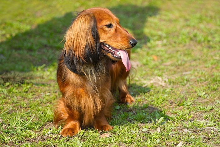 🐶 Jezevčík je vynikající společník, který se hodí jak pro osamělého člověka, tak pro rodinu s dětmi.  Je vynalézavý, inteligentní a sebevědomý pes, především jedná-li se o jeho blaho. Ze všeho nejvíce miluje pohodlí, teplo a lidskou společnost. Přes svou oddanost člověku mnohdy prosadí svou paličatou hlavu a žije si svůj život. Potřebuje láskyplnou, ale velice důslednou výchovu, aby neměl snahu „převzít velení“. Nesnáší dril a křik, při takovém zacházení se zatvrdí a může se stát až agresivním. Také raná socializace s dětmi a ostatními domácími zvířaty je nezbytná, aby mohl zastávat úlohu plnohodnotného rodinného psa. Jezevčík je ostražitý a hlasitý, ale není zbytečně uštěkaný. Mnohdy je také ostrý, ale při správné výchově není agresivní ani útočný. Jezevčíci mají dvojí členění. Dle velikosti dělíme na standartní, trpasličí a králičí typ a dle druhu srsti na hladkosrsté, dlouhosrsté a drsnosrsté.