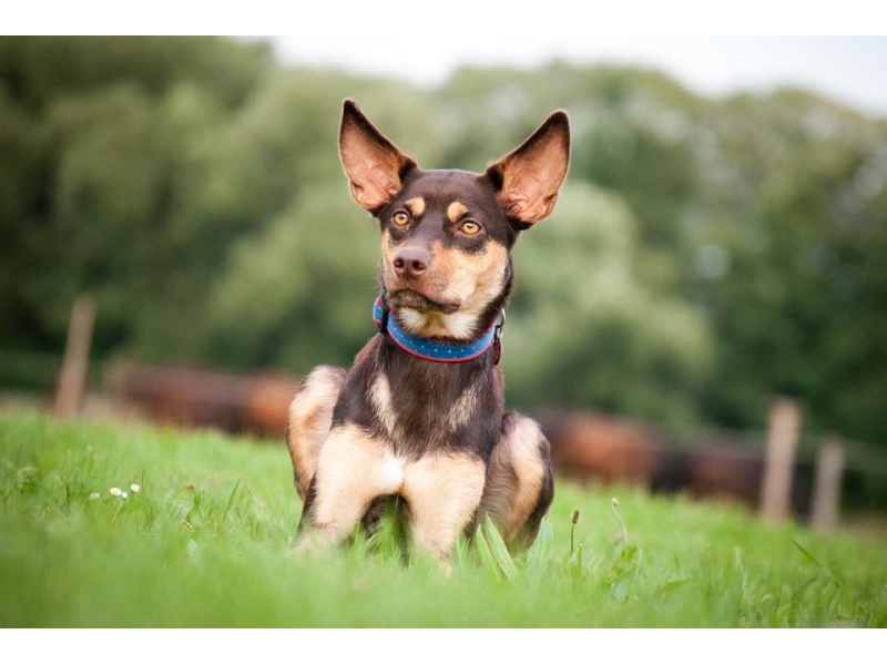 <p class="highlight">🐶 Australská kelpie je neúnavný ovčácký pes s nekončící ochotou pracovat. </p>
<div>Denně dokáže naběhat až 50 km a je schopna ovládat i velká stáda skotu nebo ovcí. Díky své poslušnosti a vyrovnané povaze je také výborným společníkem. V každém případě potřebuje aktivního majitele, který ji poskytne dostatek pohybu nebo ji zapojí do některého ze psích sportů. Svému majiteli a celé jeho rodině je velmi věrná a oddaná. S dětmi vychází dobře, je k nim pozorná a laskavá. Novým povelům a dovednostem se učí snadno a rychle. Pokud se nevěnuje pasení, může vynikat v některém psím sportu. Kelpii je nezbytné zaměstnat, aby se nenudila. Kromě nároků na pohyb má minimální požadavky na péči. Ideálním životním prostředím je pro kelpii venkov, kde je dostatek příležitostí k pobytu ve volné krajině. Do městského bytu se příliš nehodí.</div>