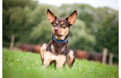 🐶 Australská kelpie je neúnavný ovčácký pes s nekončící ochotou pracovat.  Denně dokáže naběhat až 50 km a je schopna ovládat i velká stáda skotu nebo ovcí. Díky své poslušnosti a vyrovnané povaze je také výborným společníkem. V každém případě potřebuje aktivního majitele, který ji poskytne dostatek pohybu nebo ji zapojí do některého ze psích sportů. Svému majiteli a celé jeho rodině je velmi věrná a oddaná. S dětmi vychází dobře, je k nim pozorná a laskavá. Novým povelům a dovednostem se učí snadno a rychle. Pokud se nevěnuje pasení, může vynikat v některém psím sportu. Kelpii je nezbytné zaměstnat, aby se nenudila. Kromě nároků na pohyb má minimální požadavky na péči. Ideálním životním prostředím je pro kelpii venkov, kde je dostatek příležitostí k pobytu ve volné krajině. Do městského bytu se příliš nehodí.