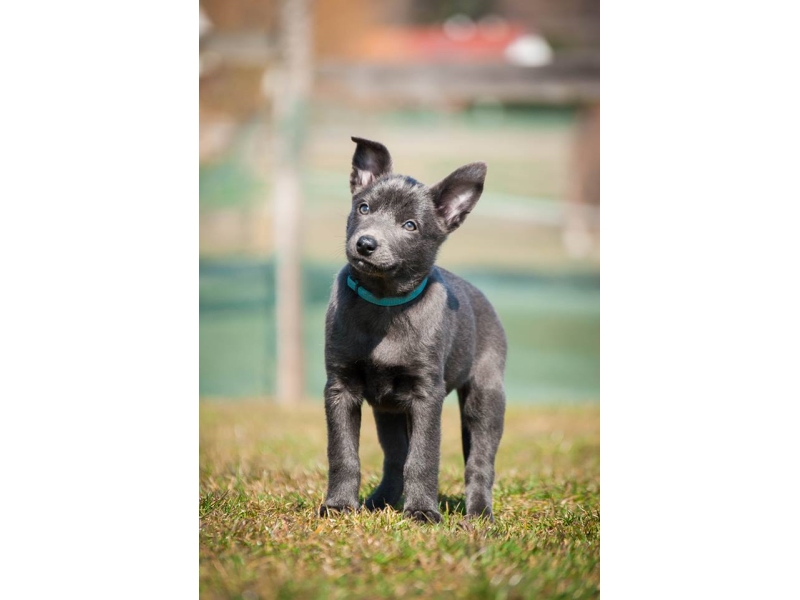 🐶 Australská kelpie je neúnavný ovčácký pes s nekončící ochotou pracovat. Denně dokáže naběhat až 50 km a je schopna ovládat i velká stáda skotu nebo ovcí. Díky své poslušnosti a vyrovnané povaze je také výborným společníkem. V každém případě potřebuje aktivního majitele, který ji poskytne dostatek pohybu nebo ji zapojí do některého ze psích sportů. Svému majiteli a celé jeho rodině je velmi věrná a oddaná. S dětmi vychází dobře, je k nim pozorná a laskavá. Novým povelům a dovednostem se učí snadno a rychle. Pokud se nevěnuje pasení, může vynikat v některém psím sportu. Kelpii je nezbytné zaměstnat, aby se nenudila. Kromě nároků na pohyb má minimální požadavky na péči. Ideálním životním prostředím je pro kelpii venkov, kde je dostatek příležitostí k pobytu ve volné krajině. Do městského bytu se příliš nehodí.