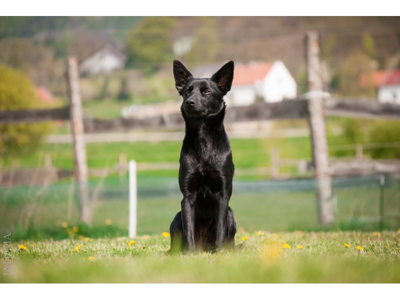 🐶 Australská kelpie je neúnavný ovčácký pes s nekončící ochotou pracovat. Denně dokáže naběhat až 50 km a je schopna ovládat i velká stáda skotu nebo ovcí. Díky své poslušnosti a vyrovnané povaze je také výborným společníkem. V každém případě potřebuje aktivního majitele, který ji poskytne dostatek pohybu nebo ji zapojí do některého ze psích sportů. Svému majiteli a celé jeho rodině je velmi věrná a oddaná. S dětmi vychází dobře, je k nim pozorná a laskavá. Novým povelům a dovednostem se učí snadno a rychle. Pokud se nevěnuje pasení, může vynikat v některém psím sportu. Kelpii je nezbytné zaměstnat, aby se nenudila. Kromě nároků na pohyb má minimální požadavky na péči. Ideálním životním prostředím je pro kelpii venkov, kde je dostatek příležitostí k pobytu ve volné krajině. Do městského bytu se příliš nehodí.