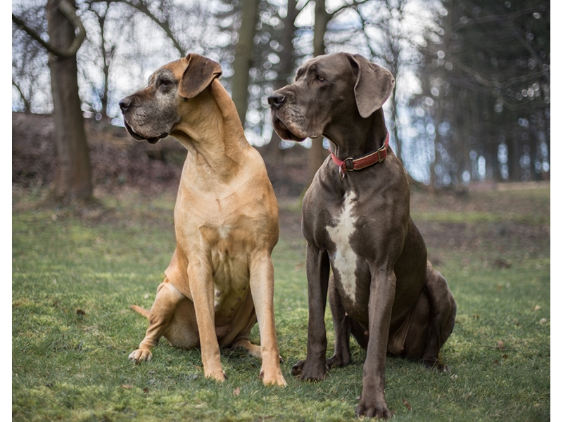 <p class="highlight">🐶 Německá doga je majestátní trpělivý pes s klidnou a přátelskou povahou, kterého jen tak nepřehlédnete.</p><div>Dogy jsou lidmi chovány již po tisíciletí, ale až v 16. století se jejich chov začal ubírat jednotnějším směrem. Původně byly dogy výhradně v držení aristokracie, ale v průběhu 19. století přestal být chov velkých psů výsadou šlechty a dogy se rozšířily i mezi nižší společenské vrstvy. Často je bylo vidět mezi řezníky, kterým psi pomáhali s taháním vozíků. V dnešní době je německá doga chována jako společník nebo výstavní pes. Ne každý si může dovolit chov tak velkého psa, ale pro ty, kteří mají rádi obří plemena a dokáži psovi vytvořit odpovídající životní podmínky, je doga skvělou volbou. Pořízením německé dogy získáte na mnoho let milujícího společníka, velkého tělem i duší. </div><div> </div>