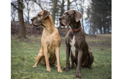 🐶 Německá doga je majestátní trpělivý pes s klidnou a přátelskou povahou, kterého jen tak nepřehlédnete.Dogy jsou lidmi chovány již po tisíciletí, ale až v 16. století se jejich chov začal ubírat jednotnějším směrem. Původně byly dogy výhradně v držení aristokracie, ale v průběhu 19. století přestal být chov velkých psů výsadou šlechty a dogy se rozšířily i mezi nižší společenské vrstvy. Často je bylo vidět mezi řezníky, kterým psi pomáhali s taháním vozíků. V dnešní době je německá doga chována jako společník nebo výstavní pes. Ne každý si může dovolit chov tak velkého psa, ale pro ty, kteří mají rádi obří plemena a dokáži psovi vytvořit odpovídající životní podmínky, je doga skvělou volbou. Pořízením německé dogy získáte na mnoho let milujícího společníka, velkého tělem i duší.  