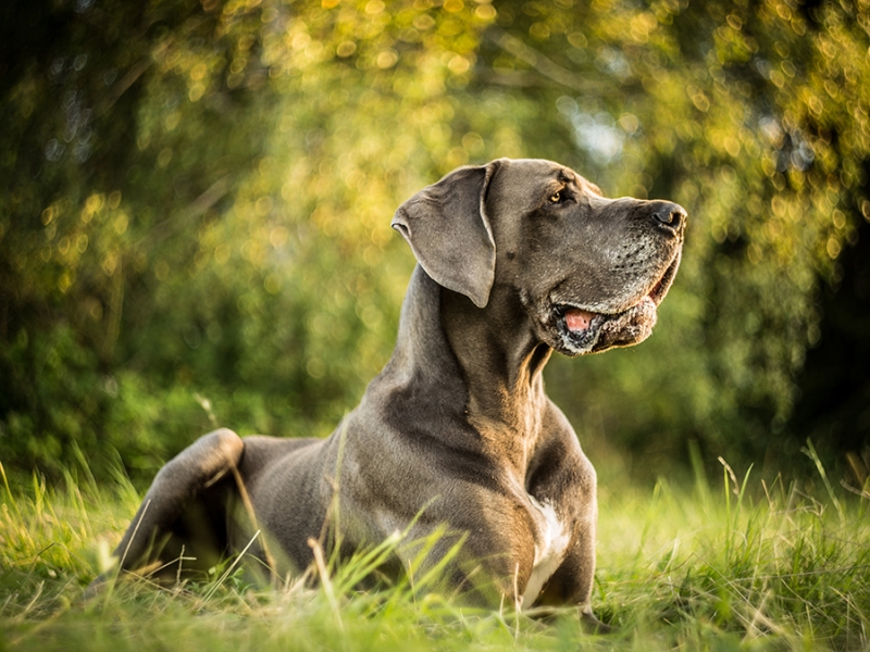 🐶 Německá doga je majestátní trpělivý pes s klidnou a přátelskou povahou, kterého jen tak nepřehlédnete.Dogy jsou lidmi chovány již po tisíciletí, ale až v 16. století se jejich chov začal ubírat jednotnějším směrem. Původně byly dogy výhradně v držení aristokracie, ale v průběhu 19. století přestal být chov velkých psů výsadou šlechty a dogy se rozšířily i mezi nižší společenské vrstvy. Často je bylo vidět mezi řezníky, kterým psi pomáhali s taháním vozíků. V dnešní době je německá doga chována jako společník nebo výstavní pes. Ne každý si může dovolit chov tak velkého psa, ale pro ty, kteří mají rádi obří plemena a dokáži psovi vytvořit odpovídající životní podmínky, je doga skvělou volbou. Pořízením německé dogy získáte na mnoho let milujícího společníka, velkého tělem i duší.  