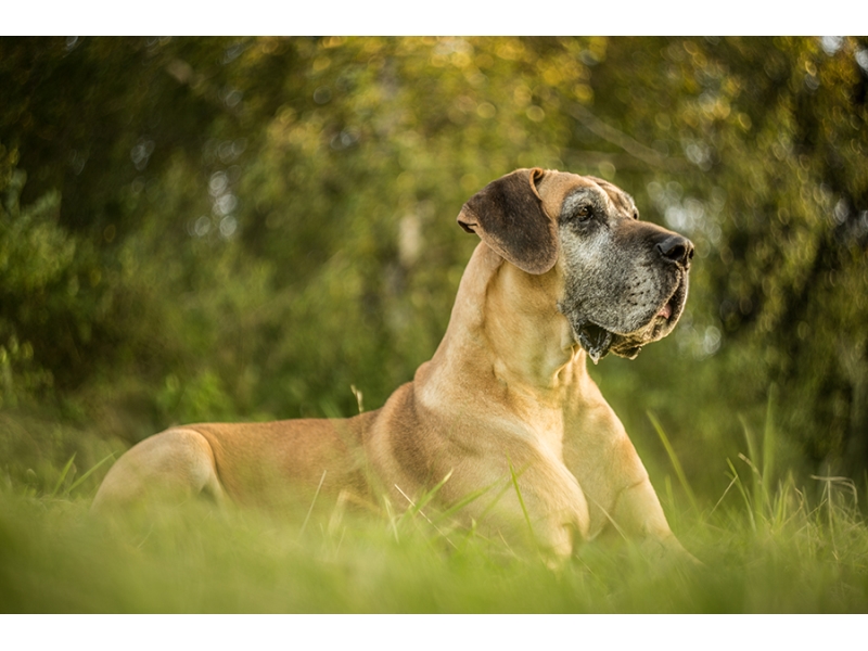 🐶 Německá doga je majestátní trpělivý pes s klidnou a přátelskou povahou, kterého jen tak nepřehlédnete.Dogy jsou lidmi chovány již po tisíciletí, ale až v 16. století se jejich chov začal ubírat jednotnějším směrem. Původně byly dogy výhradně v držení aristokracie, ale v průběhu 19. století přestal být chov velkých psů výsadou šlechty a dogy se rozšířily i mezi nižší společenské vrstvy. Často je bylo vidět mezi řezníky, kterým psi pomáhali s taháním vozíků. V dnešní době je německá doga chována jako společník nebo výstavní pes. Ne každý si může dovolit chov tak velkého psa, ale pro ty, kteří mají rádi obří plemena a dokáži psovi vytvořit odpovídající životní podmínky, je doga skvělou volbou. Pořízením německé dogy získáte na mnoho let milujícího společníka, velkého tělem i duší.  