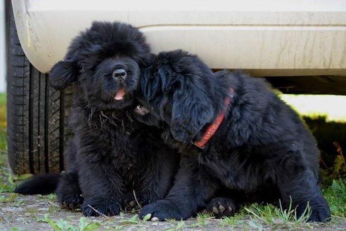 🐶 Novofundlandský pes je klidný a přátelský společník i neúnavný pracant. Láska k lidem a vyrovnaná povaha jej předurčuje také do role rodinného společníka. Miluje všechny lidi bez rozdílu věku a dobrý vztah má také se zvířaty. Často se uplatní jako vodní záchranářský pes, který neváhá pro záchranu tonoucího skočit i do ledové vody. Pro svou velikost a preferenci chladnějšího počasí se hodí spíše na venkov, kde bude mít také více příležitostí k volným procházkám v přírodě a koupání v řece. Novofoundlandský pes vodu přímo miluje a velice rád plave. Srst novofundlandského psa potřebuje pravidelné vyčesávání, ale jinak je tento pes nenáročný na péči. Denně potřebuje přiměřenou dávku pohybu a nějaké zaměstnání, ale jeho hlavní potřebou je kontakt se svým majitelem a jeho rodinou. 