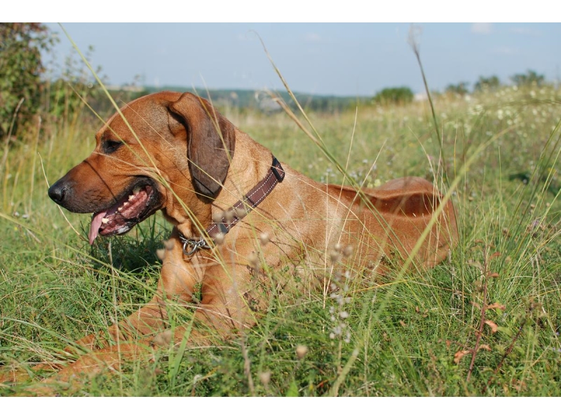 🐶 Rhodéský ridgeback je důstojný a vyrovnaný pes, otevřený a láskyplný vůči svým blízkým, ale rezervovaný vůči cizím lidem. Je to vhodný pes pro sportovně založenou rodinu. Potřebuje zaměstnat, protože platí, že znuděný Rhodéský ridgeback je destruktivní Rhodéský ridgeback. Jinak je to jemný společník, který je ochoten a schopen ochránit svůj domov a rodinu, pokud je to potřeba. Vzhledem k jeho inteligenci, velikosti a síle to není plemeno vhodné pro každého. Nedoporučuje se začínajícím chovatelům bez zkušeností. Pokud ale hledáte silného, sebevědomého psa, nenáročného na péči, který zahrnuje lásku, něžnost a smysl pro humor, bude pro vás Rhodéský ridgeback vynikající volbou.