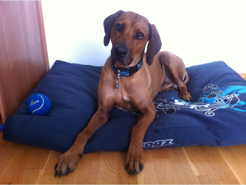 🐶 Rhodéský ridgeback je důstojný a vyrovnaný pes, otevřený a láskyplný vůči svým blízkým, ale rezervovaný vůči cizím lidem. Je to vhodný pes pro sportovně založenou rodinu. Potřebuje zaměstnat, protože platí, že znuděný Rhodéský ridgeback je destruktivní Rhodéský ridgeback. Jinak je to jemný společník, který je ochoten a schopen ochránit svůj domov a rodinu, pokud je to potřeba. Vzhledem k jeho inteligenci, velikosti a síle to není plemeno vhodné pro každého. Nedoporučuje se začínajícím chovatelům bez zkušeností. Pokud ale hledáte silného, sebevědomého psa, nenáročného na péči, který zahrnuje lásku, něžnost a smysl pro humor, bude pro vás Rhodéský ridgeback vynikající volbou.