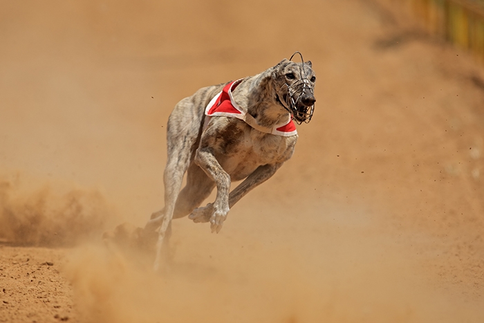 🐶 Greyhound je dalším členem rodiny chrtů, tedy psů, kteří byli vyvinuti ke štvaní zvěře. Už od pohledu je každý chrt ztělesněním rychlosti. Při sprintu dokáže greyhound vyvinout rychlost až 60 km/h. V dnešní době již nebývá využíván k lovu, ale pro svou laskavou a klidnou povahu, ušlechtilý vzhled a jemný charakter je greyhound chován především jako společník, výstavní pes nebo se uplatní na psích dostizích. I u nás je několik závodních drah, kde můžeme tohoto psího atleta vidět přímo v akci. Pro někoho může být překvapením, že greyhounda je možné chovat nejen v domě se zahradou, ale že je vhodným psem i pro chov v bytě. Krátká srst v žádném případě neumožňuje venkovní odchov a citlivá povaha vyžaduje těsný kontakt s majitelem. K lidem i ostatním psům je greyhound laskavý, ale malá zvířata a rychle se pohybující předměty v něm mohou probudit lovecké pudy. 