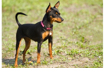 🐶 Pražský krysařík je nejmenším a pravděpodobně také nejstarším českým národním plemenem.  Přestože se jedná o historicky velmi staré plemeno, které bylo chováno už v době středověku, není dodnes pražský krysařík uznán ani mezinárodní kynologickou organizací FCI, ani jinými národními registry. To mu však nic neubírá na popularitě. U nás, stejně jako na Slovensku, je běžně chován. Pravdou ale je, že za hranicemi těchto dvou zemí se příliš nevyskytuje. A přitom je tento malý pejsek ztělesněním oddanosti, hravosti a učenlivosti. Pražský krysařík je malý vzrůstem, ale velký duchem a jen těžko by člověk hledal lepšího společníka. Je ideálním psem do městských bytů a výborným společníkem pro lidi všech věkových kategorií a určitě jej lze doporučit i seniorům.  