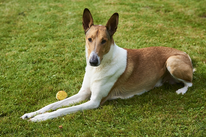 <p class="highlight">🐶 Krátkosrstá kolie je vynikající rodinný pes do aktivních rodin. Potřebuje hodně pohybu a miluje všechny druhy aktivit.</p>

<div>Když se řekne kolie, každý si představí elegantního psa s dlouhou srstí. Kolie však existuje i v krátkosrsté varietě, která je navíc považována za původnější typ s lepšími pracovními schopnostmi. Některé národní kynologické organizace nerozlišují mezi krátkosrstou a dlouhosrstou kolií a obě jsou vedeny jako rozdílné variety jednoho plemene, ale podle Mezinárodní kynologické federace FCI jsou obě plemena rozděleny do dvou samostatných standardů. ¨Krátkosrstá kolie je vynikající rodinný pes do aktivních rodin. Potřebuje hodně pohybu a miluje všechny druhy aktivit. Hlavní je pro ni trávit svůj čas ve společnosti členů své rodiny. Je to výborný parťák pro mnoho různých sportů a skvělý přítel pro děti. Díky své inteligenci se snadno a rychle učí a výcvik krátkosrsté kolie zvládne i začátečník. Pokud hledáte chytrého, laskavého, aktivního, hravého a oddaného psa, je krátkosrstá kolie skvělou volbou. </div>
<div> </div>