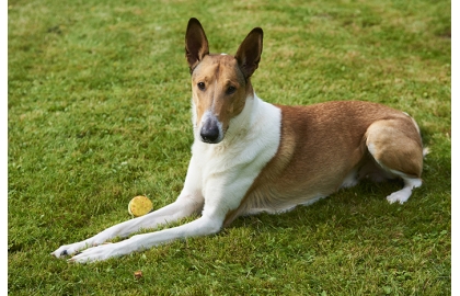 🐶 Krátkosrstá kolie je vynikající rodinný pes do aktivních rodin. Potřebuje hodně pohybu a miluje všechny druhy aktivit.  Když se řekne kolie, každý si představí elegantního psa s dlouhou srstí. Kolie však existuje i v krátkosrsté varietě, která je navíc považována za původnější typ s lepšími pracovními schopnostmi. Některé národní kynologické organizace nerozlišují mezi krátkosrstou a dlouhosrstou kolií a obě jsou vedeny jako rozdílné variety jednoho plemene, ale podle Mezinárodní kynologické federace FCI jsou obě plemena rozděleny do dvou samostatných standardů. ¨Krátkosrstá kolie je vynikající rodinný pes do aktivních rodin. Potřebuje hodně pohybu a miluje všechny druhy aktivit. Hlavní je pro ni trávit svůj čas ve společnosti členů své rodiny. Je to výborný parťák pro mnoho různých sportů a skvělý přítel pro děti. Díky své inteligenci se snadno a rychle učí a výcvik krátkosrsté kolie zvládne i začátečník. Pokud hledáte chytrého, laskavého, aktivního, hravého a oddaného psa, je krátkosrstá kolie skvělou volbou.   