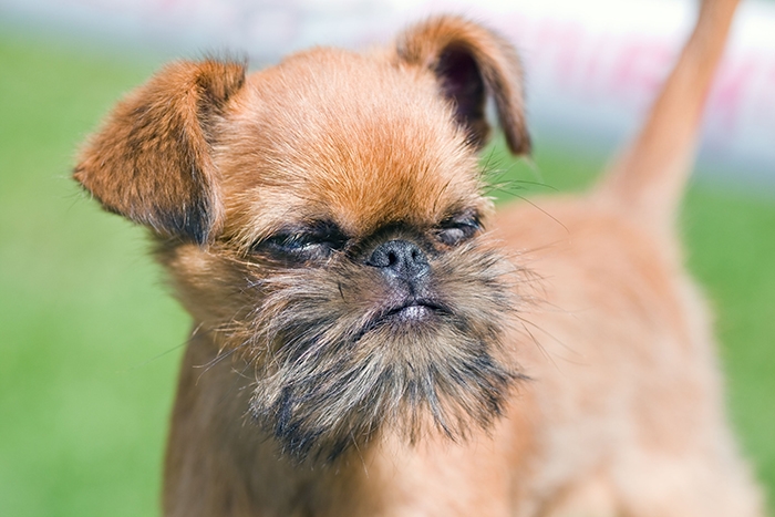 <p class="highlight">🐶 Bruselský grifonek je oddaný, zvědavý a veselý malý psík, kterému nic neunikne. </p>
<div>Neustále sleduje dění kolem sebe. Jeho hlavním povahovým rysem je závislost na člověku. Velice špatně snáší změnu majitele. Není to pes, který by mohl být trvale umístěn na zahradě, potřebuje stálý kontakt se svou rodinou, v opačném případě velmi trpí. Jeho fixace na člověka však může být výhodou při procházkách přírodou. Strach ze ztráty majitele mu nedovolí se vzdálit a nemusíme se bát útěku. Je vhodný jak pro osamělého člověka, tak do rodiny s dětmi. Všem bude tento střapatý elegán vynikajícím společníkem.</div>
<div> </div>