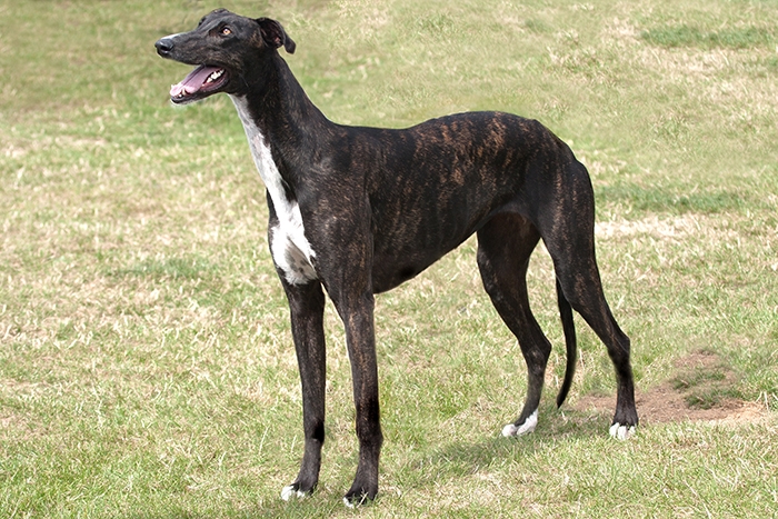 <p class="highlight">🐶 Greyhound je dalším členem rodiny chrtů, tedy psů, kteří byli vyvinuti ke štvaní zvěře. </p>

<div>Už od pohledu je každý chrt ztělesněním rychlosti. Při sprintu dokáže greyhound vyvinout rychlost až 60 km/h. V dnešní době již nebývá využíván k lovu, ale pro svou laskavou a klidnou povahu, ušlechtilý vzhled a jemný charakter je greyhound chován především jako společník, výstavní pes nebo se uplatní na psích dostizích. I u nás je několik závodních drah, kde můžeme tohoto psího atleta vidět přímo v akci. Pro někoho může být překvapením, že greyhounda je možné chovat nejen v domě se zahradou, ale že je vhodným psem i pro chov v bytě. Krátká srst v žádném případě neumožňuje venkovní odchov a citlivá povaha vyžaduje těsný kontakt s majitelem. K lidem i ostatním psům je greyhound laskavý, ale malá zvířata a rychle se pohybující předměty v něm mohou probudit lovecké pudy.</div>
<div> </div>