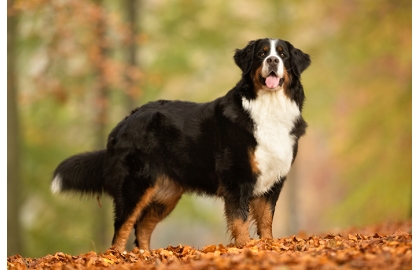 🐶 Bernský salašnický pes (Berňák) je znám jako věrný, láskyplný a inteligentní pes, který je velmi dychtivý potěšit svého pána.  Bernský salašnický pes je jedním ze zástupců švýcarských plemen. Ve své domovině byl vyšlechtěn jako univerzální farmářský pes, který svému majiteli pomáhal s hlídáním a naháněním stád ovcí a dobytka, s taháním vozíků a břemen a v neposlední řadě mu byl dobrým a věrným společníkem. Dnes se se ním setkáváme především jako s oblíbeným rodinným psem. Jeho hlavními přednostmi je atraktivní vzhled a vyrovnaná povaha. Bernský salašnický pes není vhodný k chovu v bytě a nejlépe mu proto bude u rodinného domku se zahradou v malém městě nebo na venkově. Přestože je bernský salašnický pes běžně rozšířeným plemenem, má poměrně malý genetický fond, což je příčinou většího výskytu dědičných chorob.  