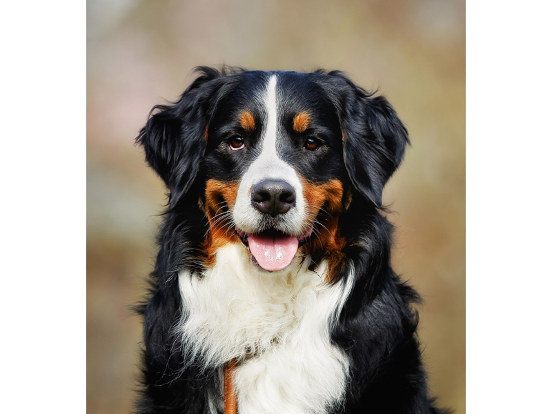 🐶 Bernský salašnický pes (Berňák) je znám jako věrný, láskyplný a inteligentní pes, který je velmi dychtivý potěšit svého pána. Bernský salašnický pes je jedním ze zástupců švýcarských plemen. Ve své domovině byl vyšlechtěn jako univerzální farmářský pes, který svému majiteli pomáhal s hlídáním a naháněním stád ovcí a dobytka, s taháním vozíků a břemen a v neposlední řadě mu byl dobrým a věrným společníkem. Dnes se se ním setkáváme především jako s oblíbeným rodinným psem. Jeho hlavními přednostmi je atraktivní vzhled a vyrovnaná povaha. Bernský salašnický pes není vhodný k chovu v bytě a nejlépe mu proto bude u rodinného domku se zahradou v malém městě nebo na venkově. Přestože je bernský salašnický pes běžně rozšířeným plemenem, má poměrně malý genetický fond, což je příčinou většího výskytu dědičných chorob. 