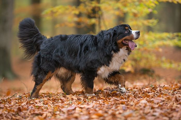 🐶 Bernský salašnický pes (Berňák) je znám jako věrný, láskyplný a inteligentní pes, který je velmi dychtivý potěšit svého pána. Bernský salašnický pes je jedním ze zástupců švýcarských plemen. Ve své domovině byl vyšlechtěn jako univerzální farmářský pes, který svému majiteli pomáhal s hlídáním a naháněním stád ovcí a dobytka, s taháním vozíků a břemen a v neposlední řadě mu byl dobrým a věrným společníkem. Dnes se se ním setkáváme především jako s oblíbeným rodinným psem. Jeho hlavními přednostmi je atraktivní vzhled a vyrovnaná povaha. Bernský salašnický pes není vhodný k chovu v bytě a nejlépe mu proto bude u rodinného domku se zahradou v malém městě nebo na venkově. Přestože je bernský salašnický pes běžně rozšířeným plemenem, má poměrně malý genetický fond, což je příčinou většího výskytu dědičných chorob. 